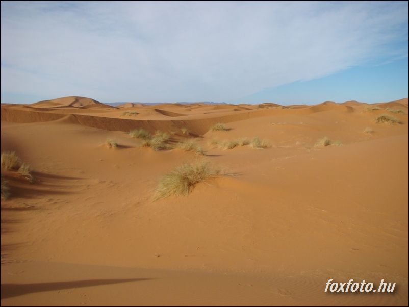DSC528